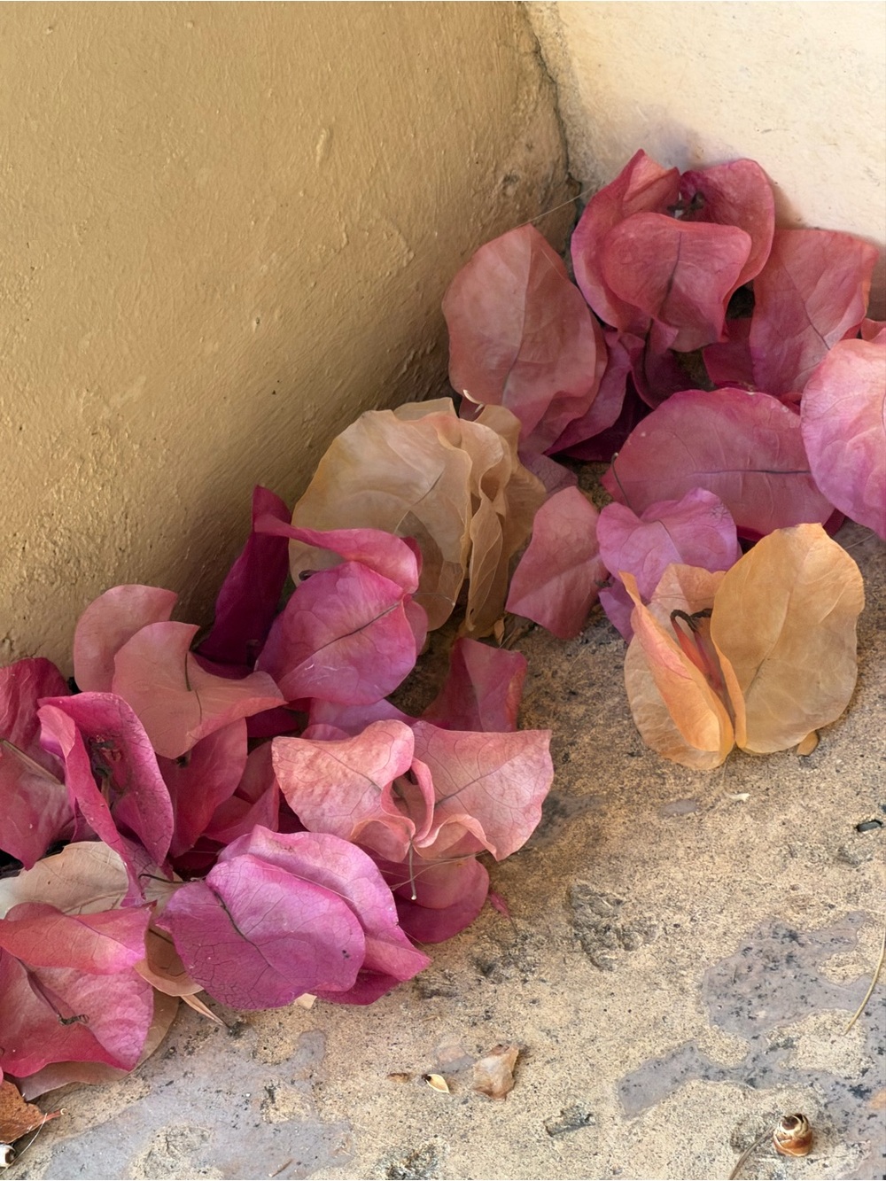 Decorative Dried Bougainvillea Fleurs